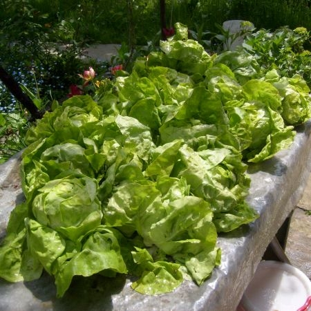 Briose cu masiine si salata verde